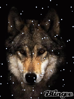 Zwierzęta - wilk.gif