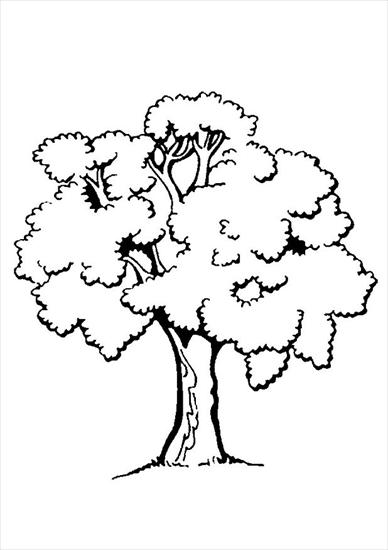 drzewa - Drzewo.JPG
