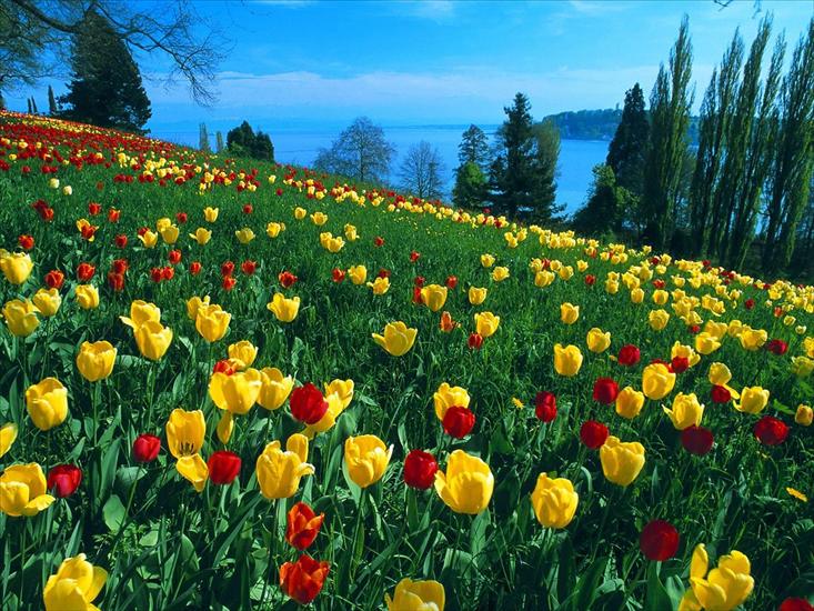 Niemcy - Field of Tulips, Island of Mainau, Germany.jpg