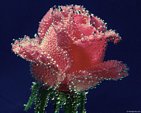 Galeria - underwater_rose.jpg