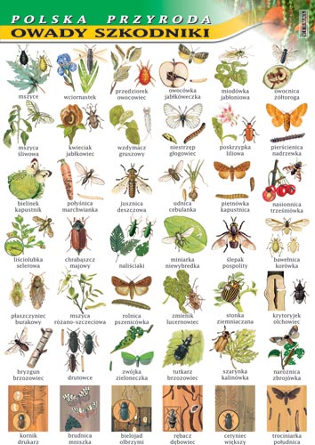 tablice edukacyjne1 - owadyszkodniki.jpg