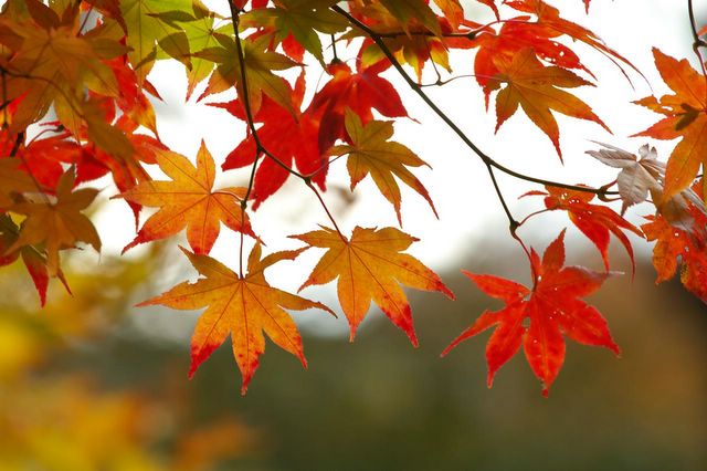 dracenka111 - fall-leaves.jpg