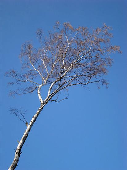 drzewa - brzoza1.jpg