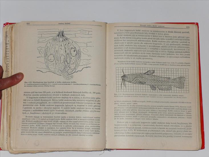 1. Anatomia porównawcza kręgowców. Henryk Szarstki - SDC13138.JPG