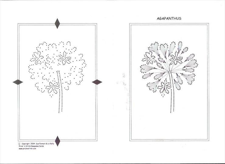 Kwiaty1 - agapanthas 31.JPG