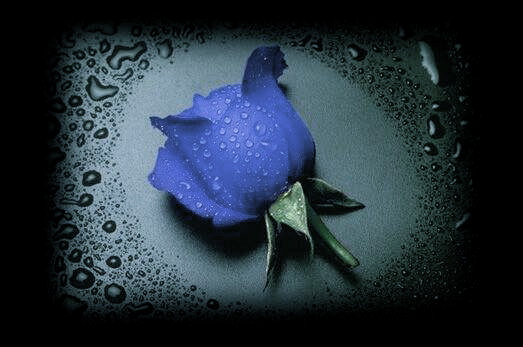 KWIATY - blue_rose.jpg