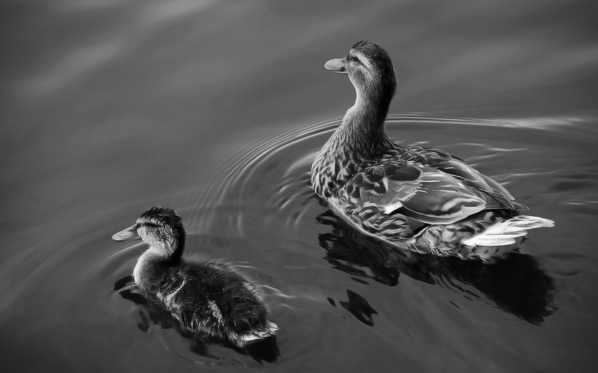 tapety HD - 01008_duckandfledgling_1920x1200.jpg