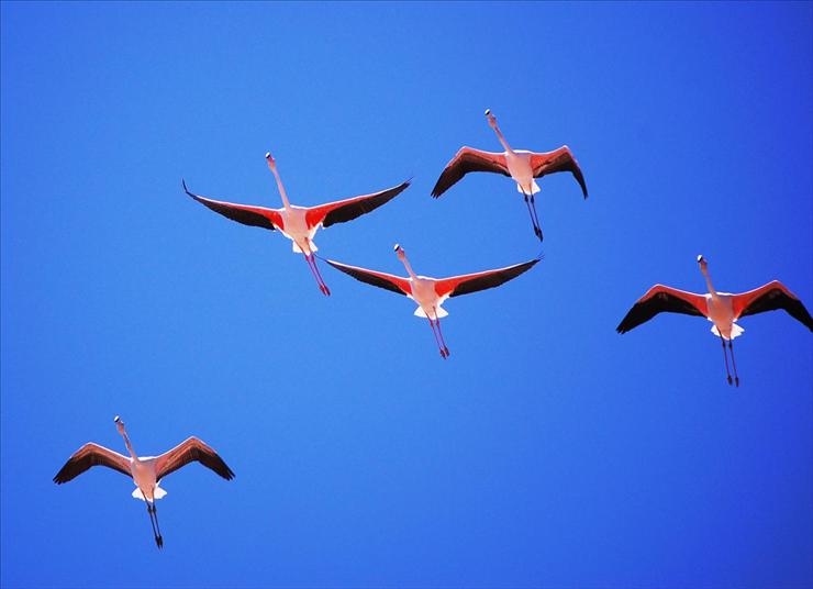 Flamingi - Flamingi_Phoenicopterus_roseus.jpg