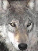 Zwierzaki - wolf.jpg