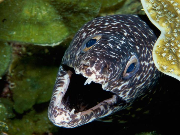 Tapety -Morskie Życie- - Spotted Moray Eel.jpg