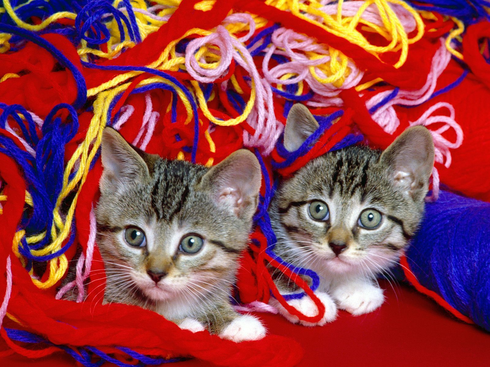 65 Cute Cats Wallpapers 1600 X 1200 - Cat 28.jpg