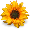 Kwiaty - Flower 3.png