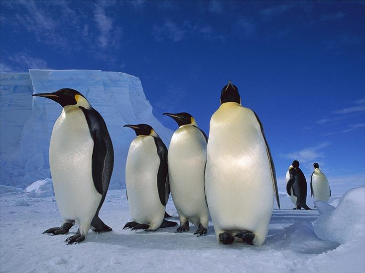 TAPETY DO WINDOWSA - Emperor_Penguins2C_Near_Ekstrom_Ice_Shelf2C_Weddell_Sea2C_Antarctica.jpg