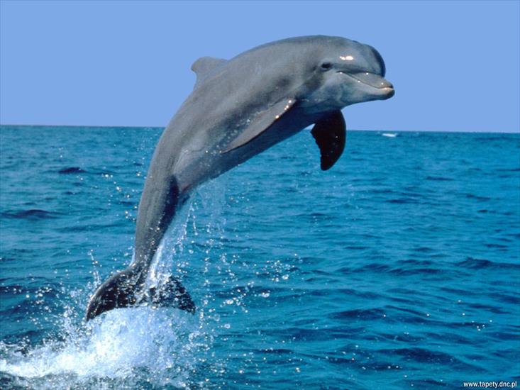 ZWIERZAKI - delfiny 5.jpg