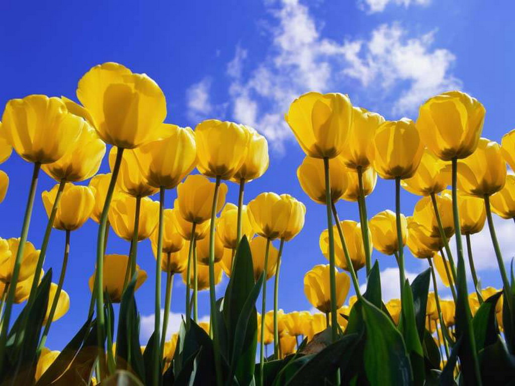 Tulipany - tulipany 3.jpg
