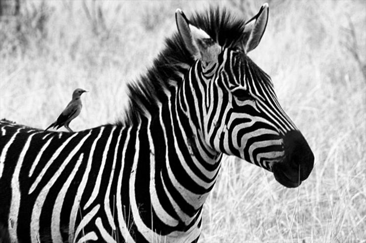 Park Narodowy Serengeti - zebra-black-and-whtie.jpg