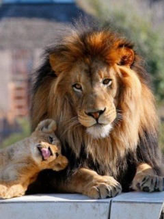 Animal - Lions.jpg