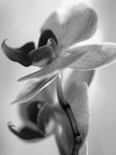 KWIATY - Orchid.jpg