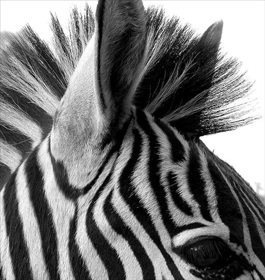 Zwierzęta - Zebra_Black_and_White_by_Jenvanw.jpg