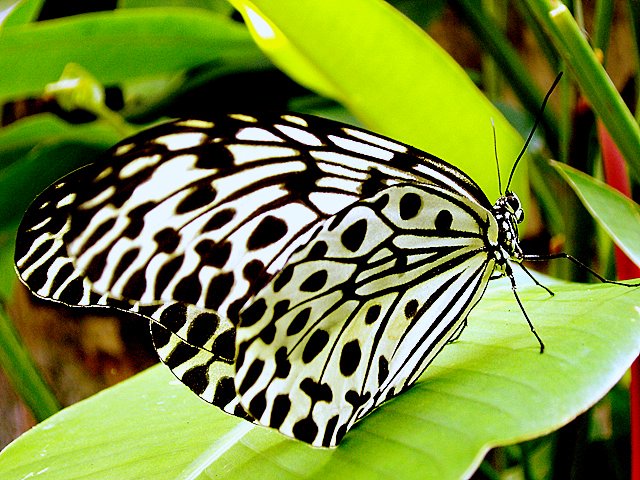 motyle - Butterfly.jpg