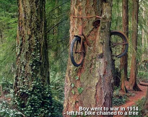 Ciekawe zdjęcia - dowcipy - Drzewo  rower.jpg