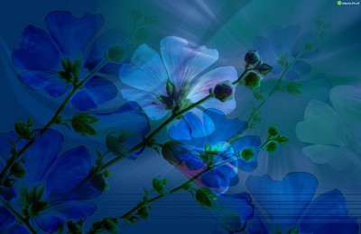 Moje niebieskie - niebieskie-kwiatki-tlo-1.jpeg