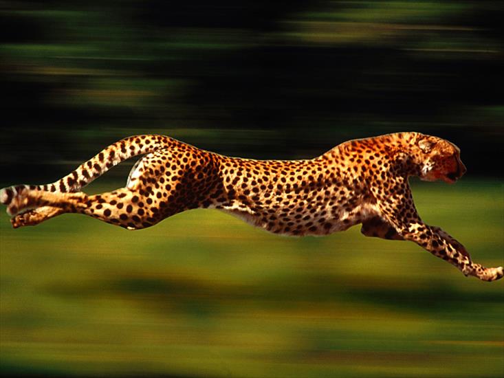 5 - High Velocity, Cheetah.jpg