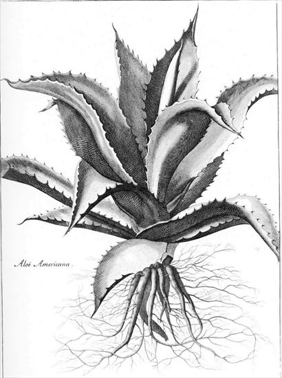 Bosse Abraham 1602-1676 - Abraham Bosse 1676 Aloe Americana.jpg