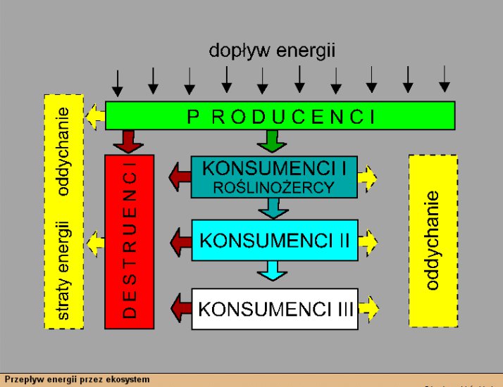 Biologia, przyroda - przepływ energii przez ekosystem.gif