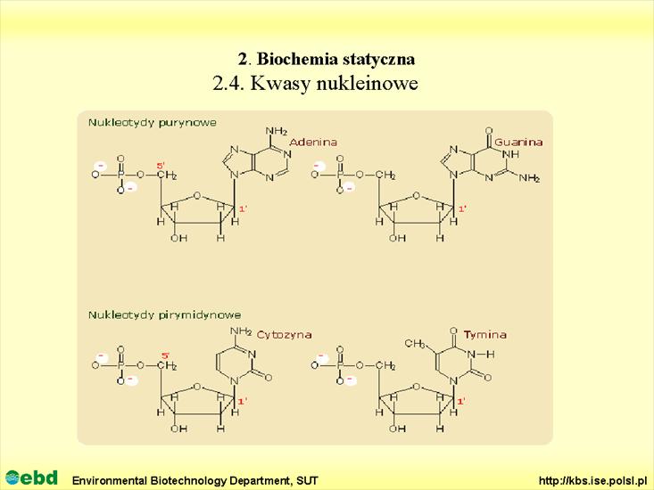 BIOCHEMIA 2 - biochemia statyczna - Slajd52.TIF