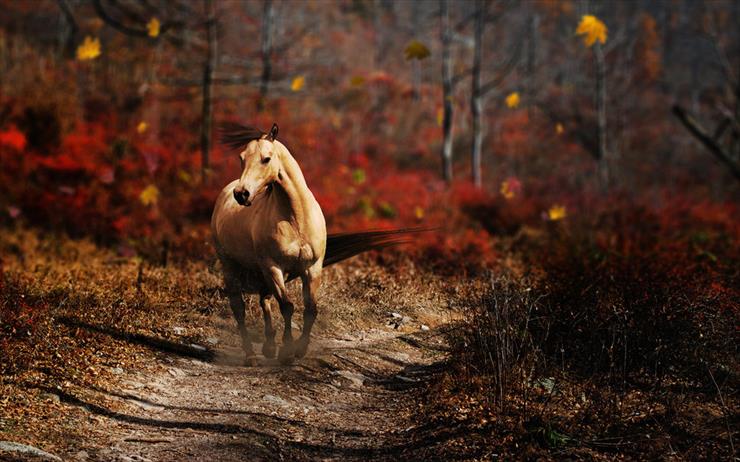 Konie... dumne konie - 268241__horse-on-forest-path_p.jpg