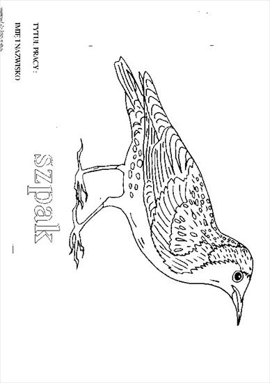 Ptaki - Ptaki - 08.bmp