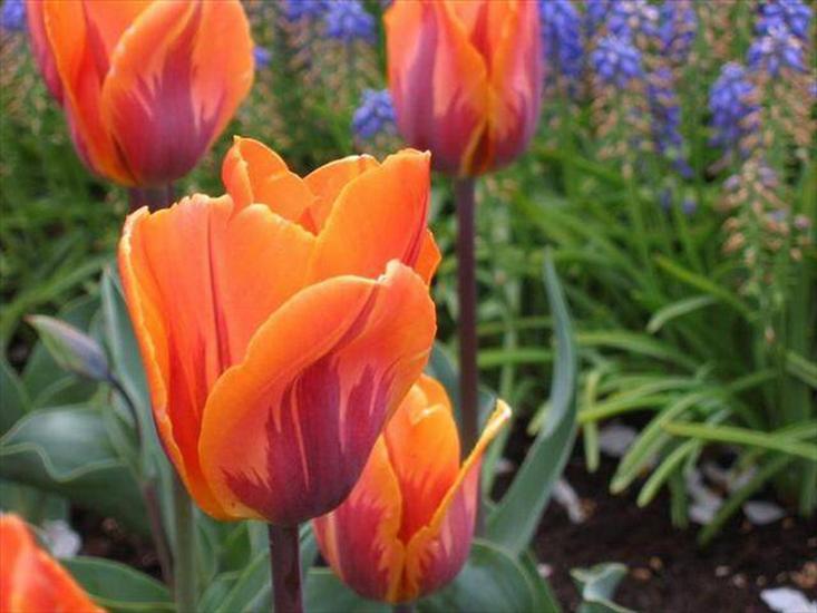 Tulipany - tulipany 82.jpg