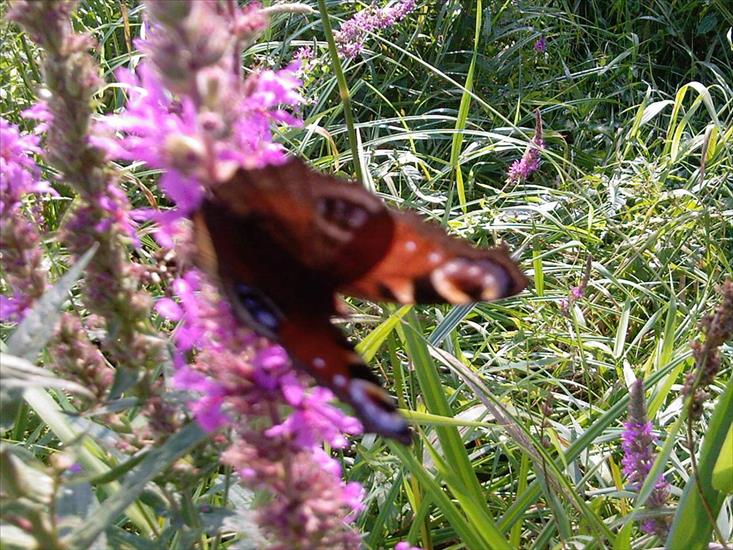  Motyle na kwiatach - Zdjęcia-0050.jpg