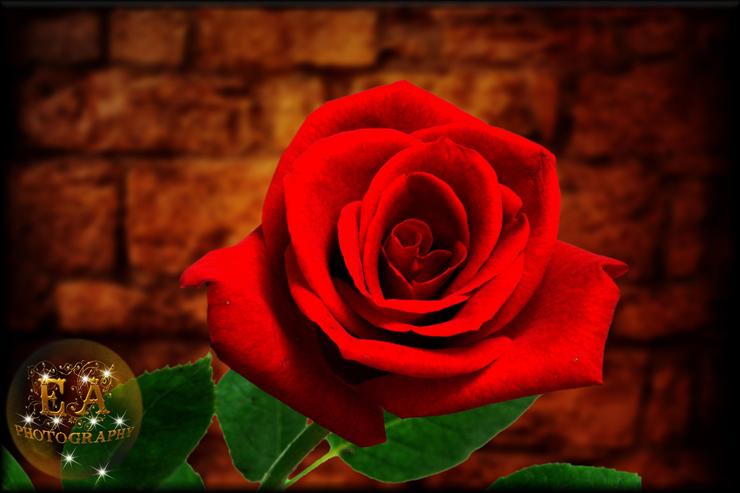 SZABLON - gurbet ruzgari_flowers_cicekler_red rose_0011_1.jpg