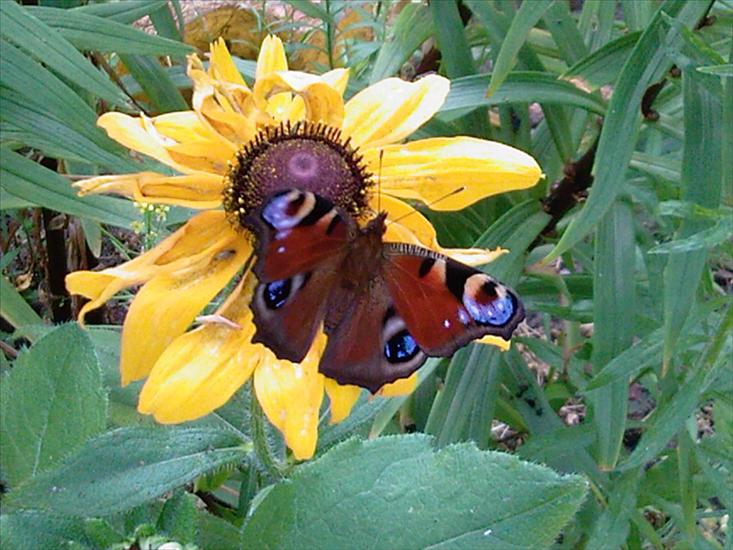 Motyle na kwiatach - Rusałka4.jpg