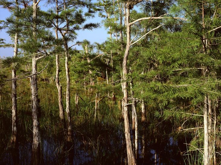 Tapety - Dwarf Cypress Forest, Everglades National Park, Florida.jpg
