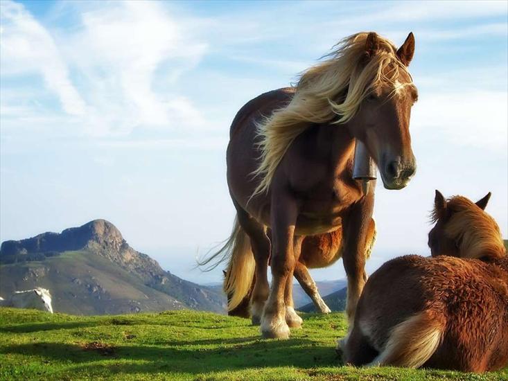 Konie - konie.jpg