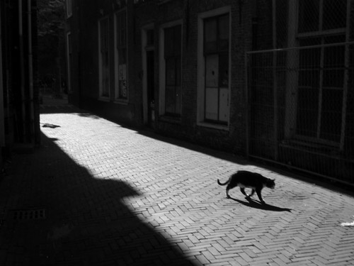 Koty - cat_by_wojcek.jpg