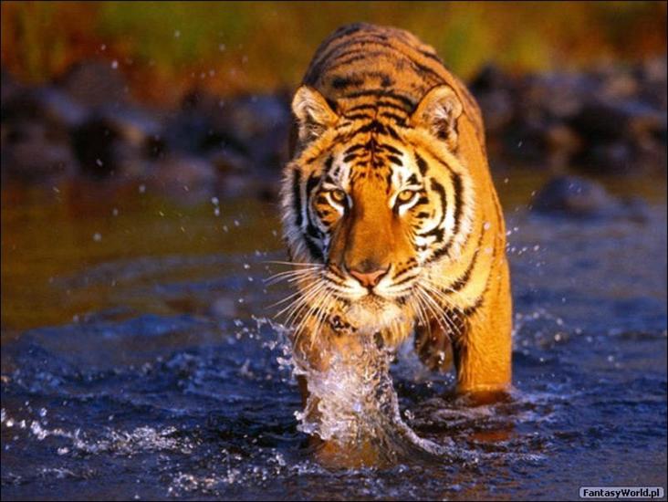 koty duże - tygrys 8.jpg