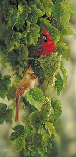 MALOWANE - Vineyard Cardinals.jpg