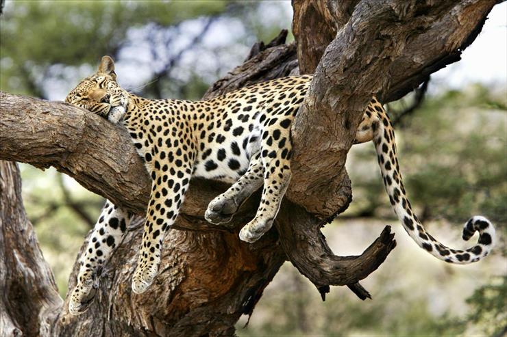 Tapety na pulpit - Comfy Slumber, Kenya, Africa.jpg