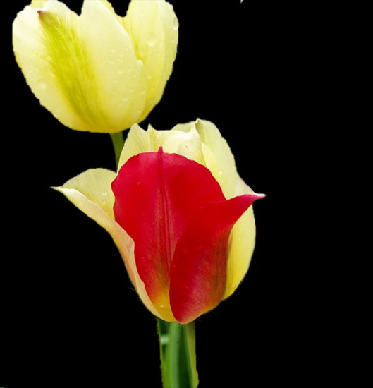   Tulipany - kolorowe - pfs_tulipan_92761.png