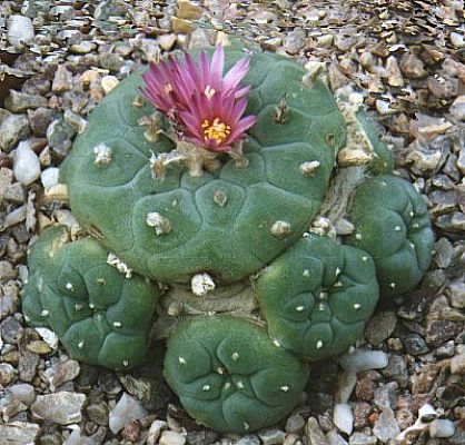 Sukulenty i kaktusy - 200502021727_lophophora_wiliamsii_var_decipiens.jpg