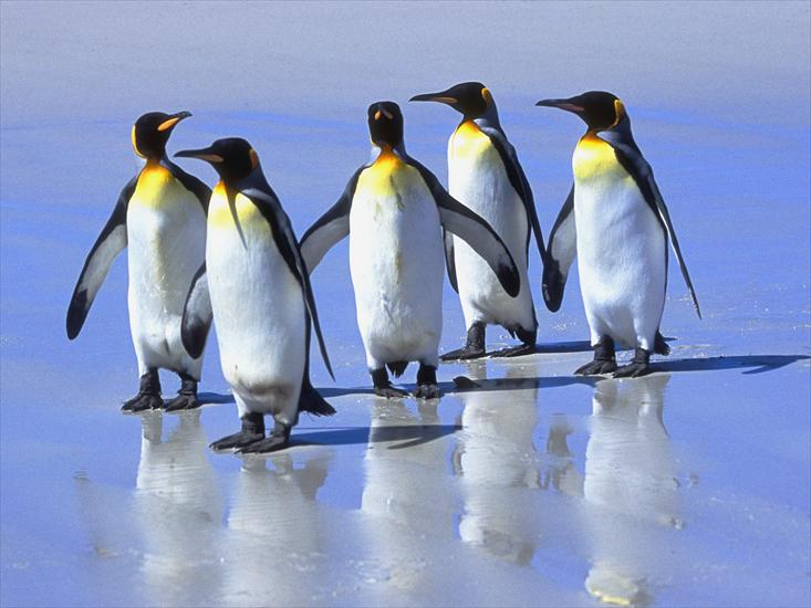 Tapety - Five King Penguins, Falkland Islands.jpg