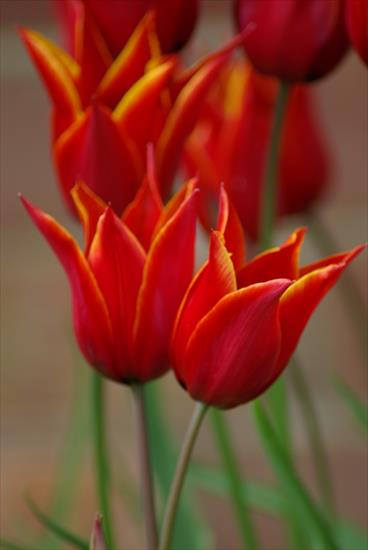 TULIPANY - tulipany-146-187872d6ff9f6a57d4f2c9f5d1a09fc9.jpg