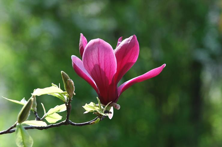 magnolie - taWNbDzn.jpg