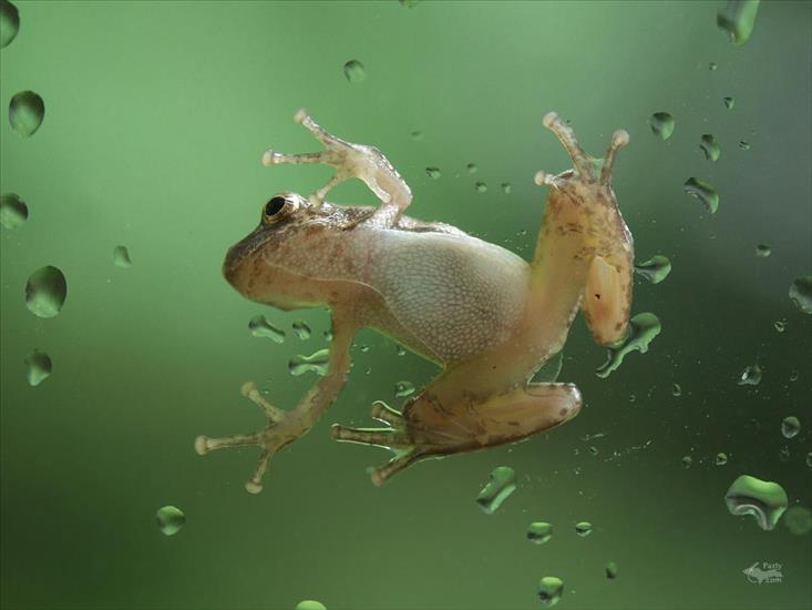 FOTO ŻABKI - Frogs_02.jpg
