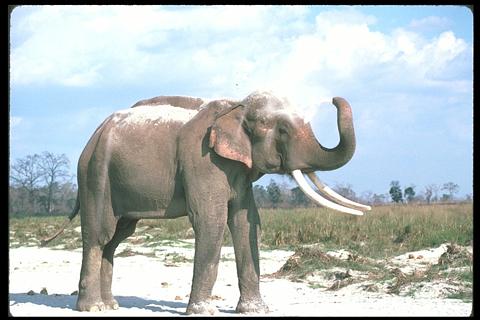slonie - slon.jpg