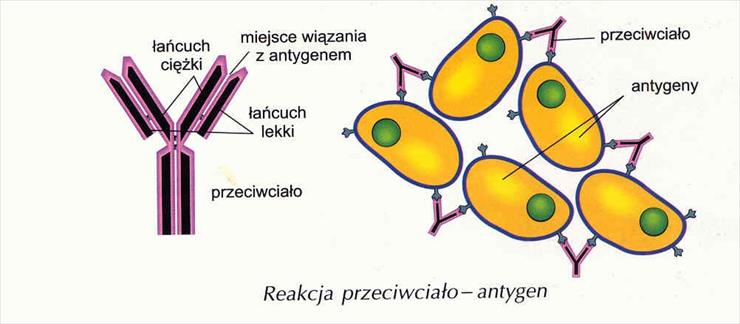 ODPORNOŚĆ - przeciwciała1.jpg